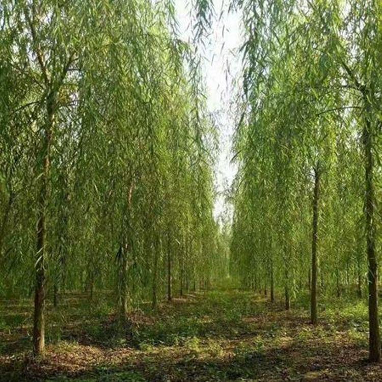 垂柳 大量现货供应垂柳 垂柳批发 厂家基地