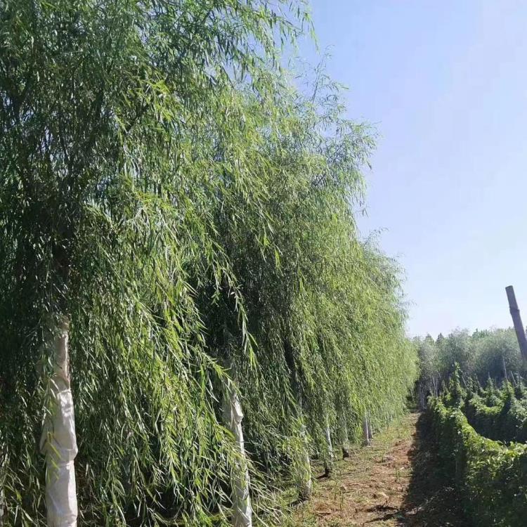 嫁接垂柳批发价格 垂柳苗圃批发基地  嫁接垂柳销售 规格齐全