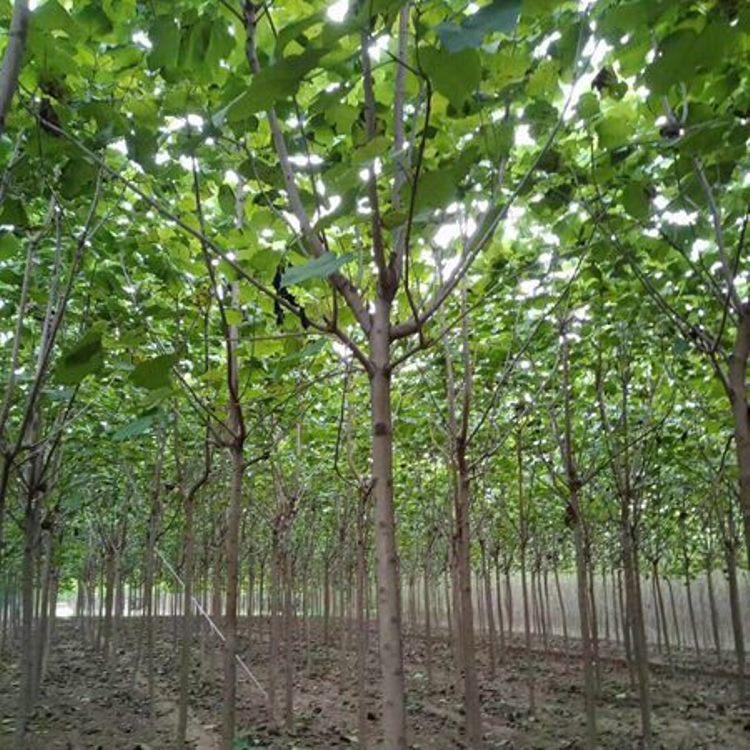 梓树种植 梓树幼苗 优质梓树厂家 规格齐全