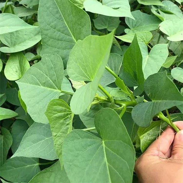 红薯苗批发 红薯苗基地 地瓜苗红薯苗厂家批发