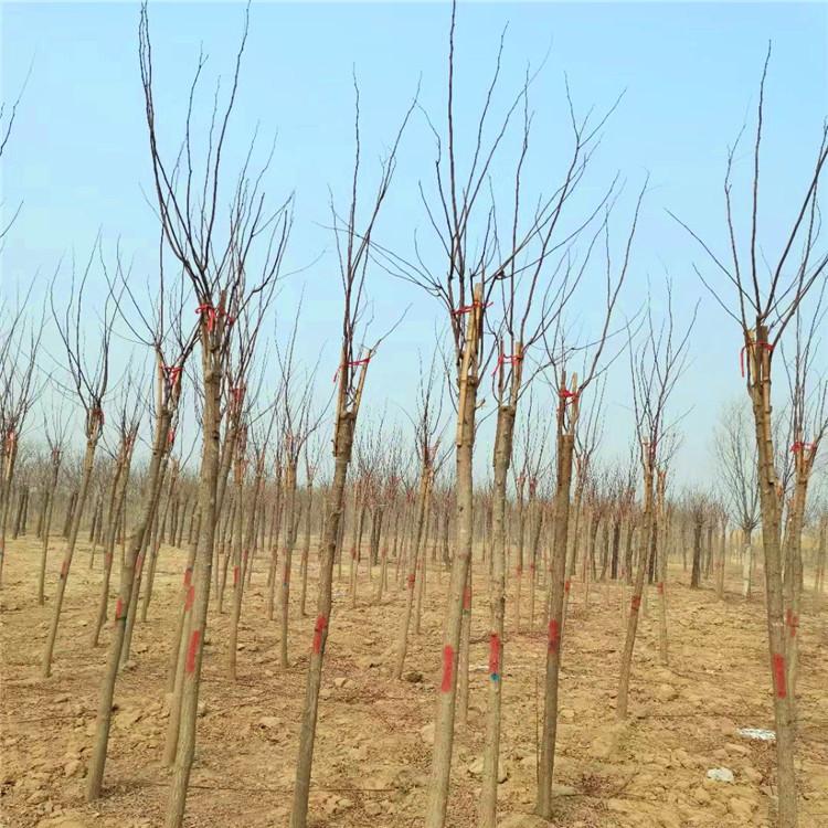 绿亨园林 嫁接香花槐 12公分嫁接香花槐 现货批发