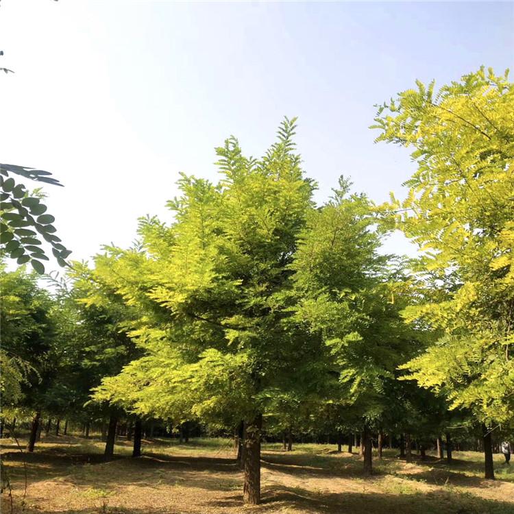 绿亨园林 香花槐树 供应绿化苗刺槐树  规格齐全