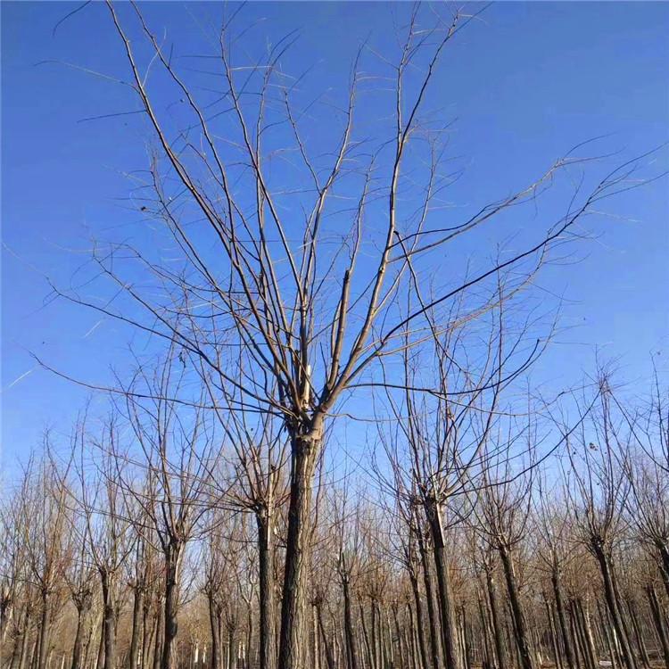 绿亨园林 槐树香花槐刺槐 绿化苗木香花槐 量大从优