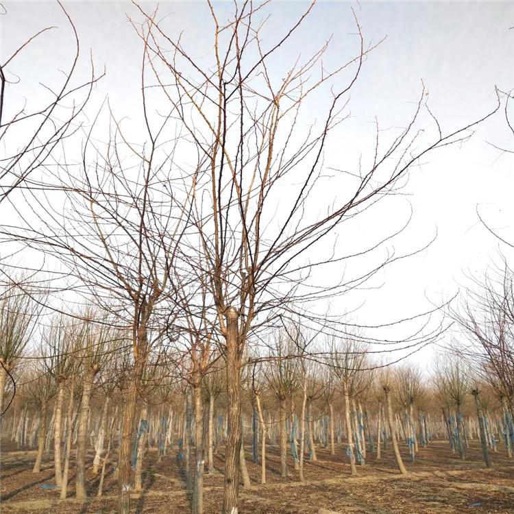 绿亨园林 香花槐 园林刺槐树 价格优惠