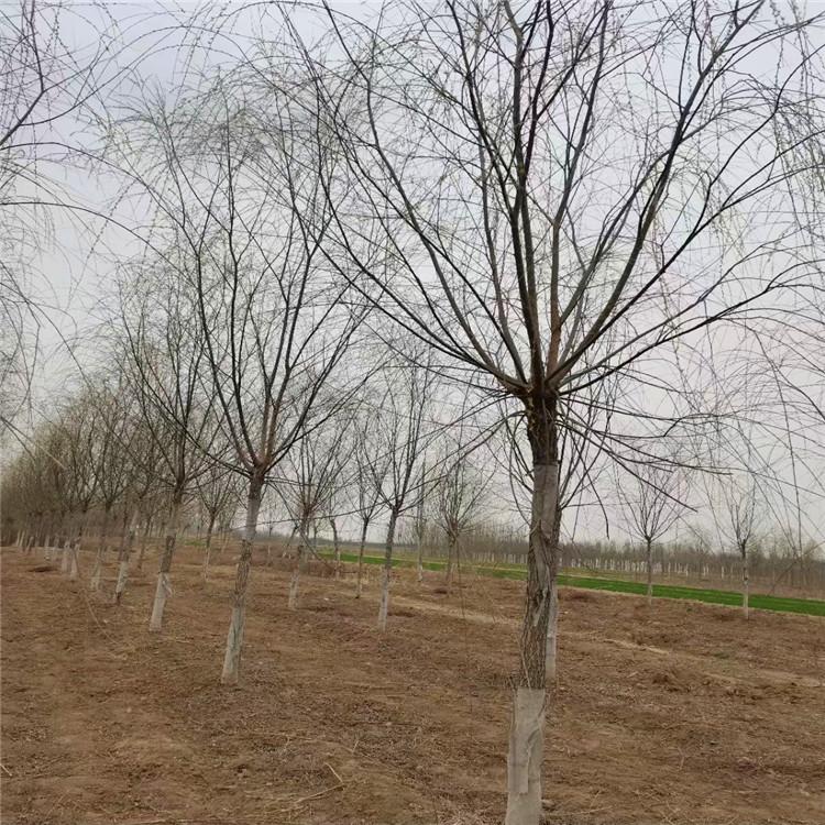 绿亨园林 8公分金丝垂柳 垂柳小树 柳树枝条 物美价廉