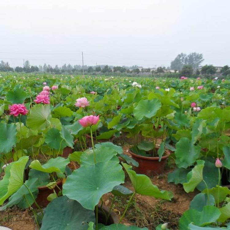 中大型莲花种藕 水培水养盆栽荷花 优等荷花苗 