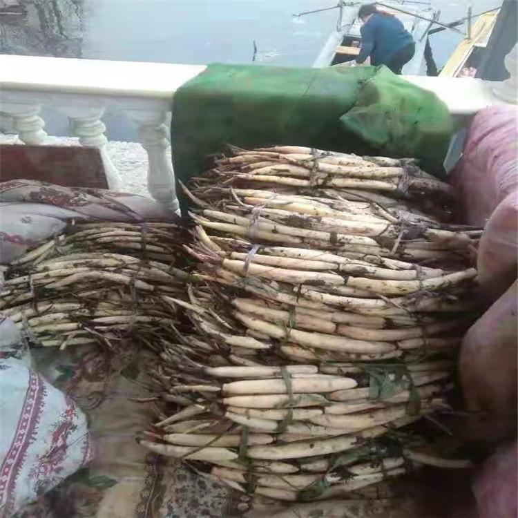 盆栽荷花苗价格 现挖现卖 成活率高 荷花苗