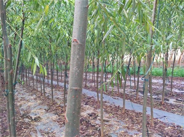 基地价格  5-6-7公分旱柳 河北旱柳批发 柳树苗圃