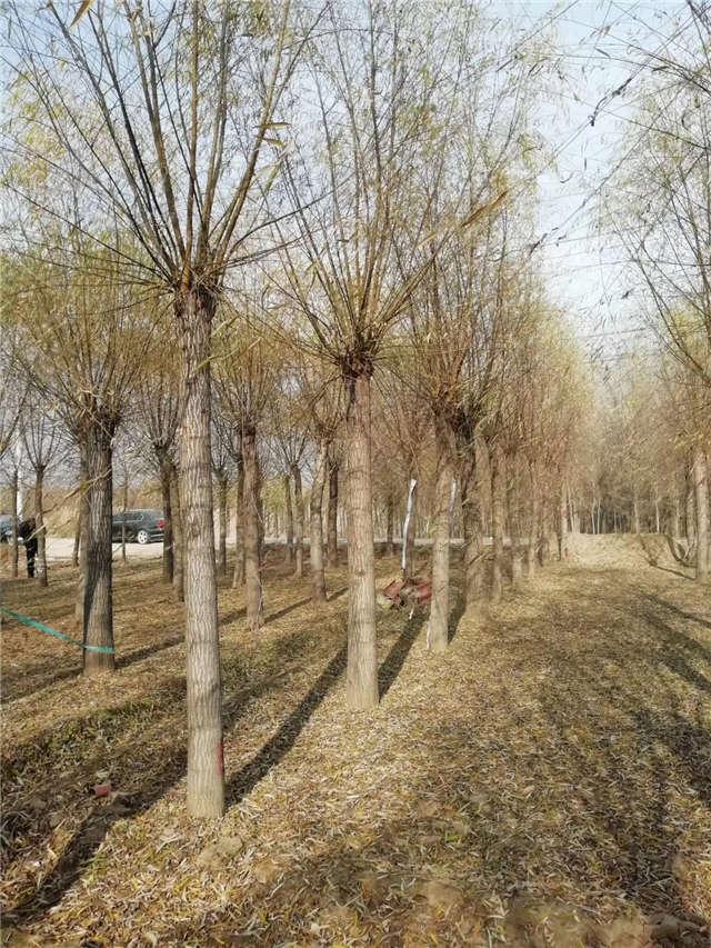 园林绿化专用苗 大旱柳14-16公分现货充足-出圃快