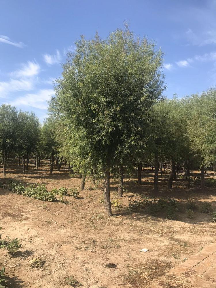 产地直供 大冠15-18公分旱柳 旱柳近期价格