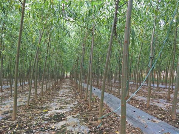 育苗基地 3-5公分旱柳小苗直供 旱柳近期价格