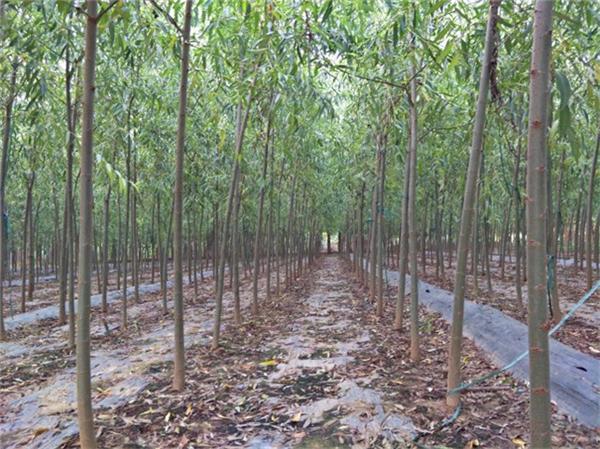 基地价格  5-6-7公分旱柳 河北旱柳批发 柳树苗圃