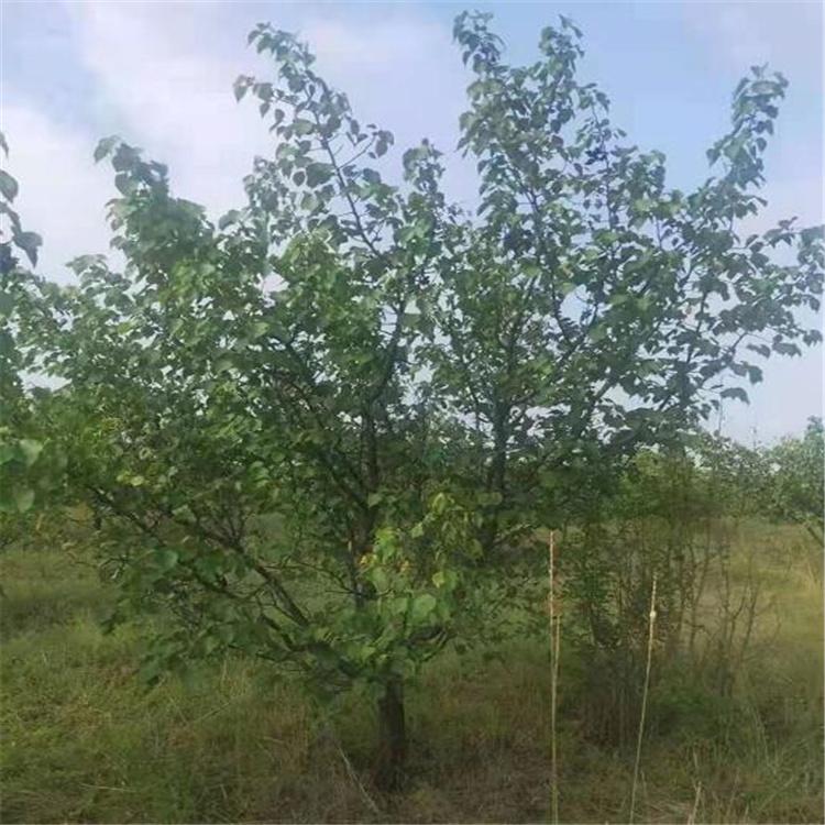 绿源 山杏树 耐寒 山杏树价格 庭院果树 园林绿化 基地直发