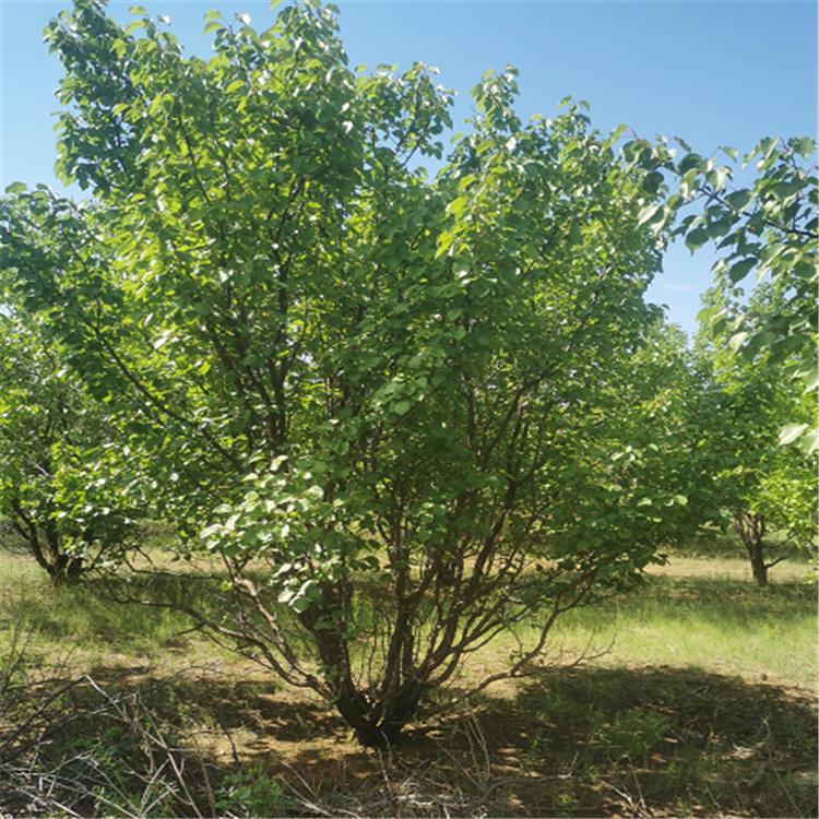 张家口 山杏树苗 园 庭院种植苗木 怀来山杏 山杏树价格 根系发达
