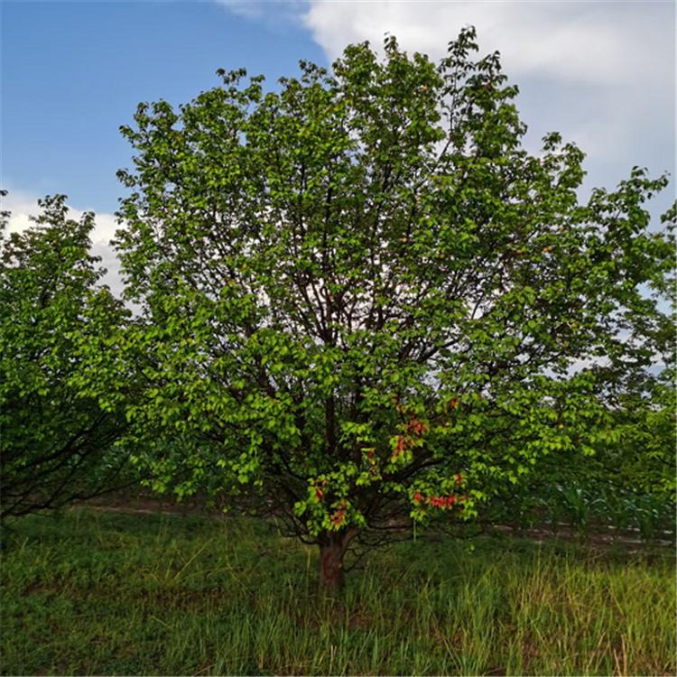 绿源 山杏树 大扁杏 规格全 树形好价格优惠 批发价格 小区绿化