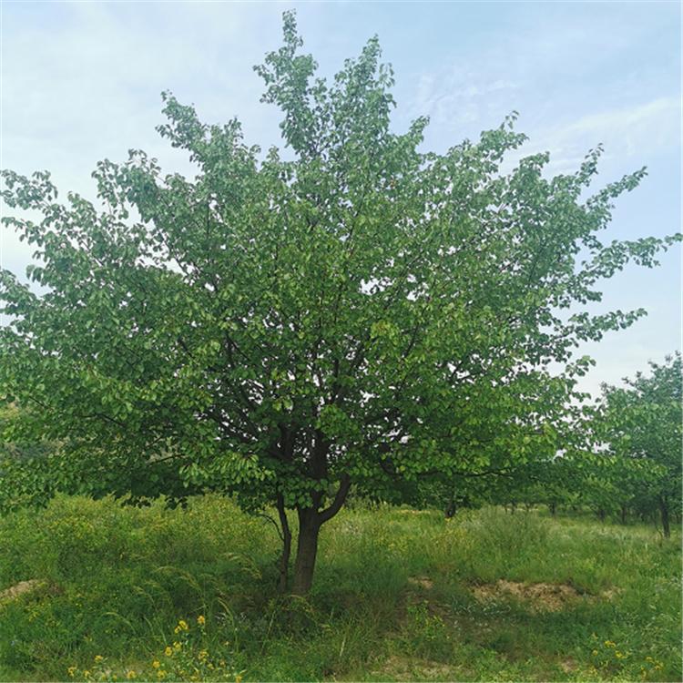绿源 山杏树 庭院种植苗木 怀来山杏 山杏树价格 根系发达 耐寒耐旱