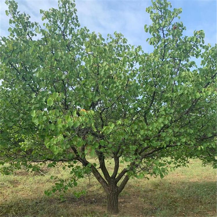现货供应 山杏树 耐寒 山杏树价格 庭院果树 园林绿化 基地直发