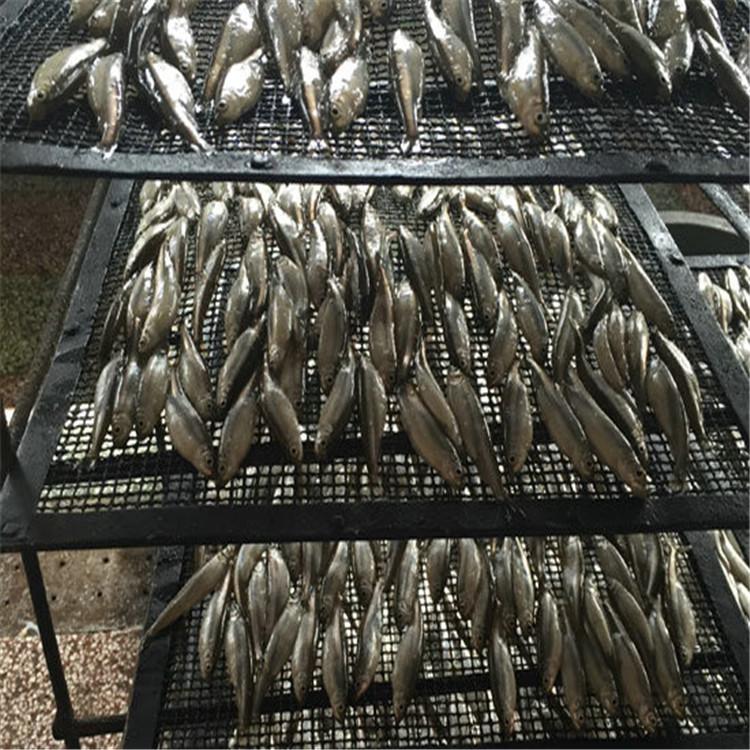 池沼公鱼成品价格  池沼公鱼  烤公鱼