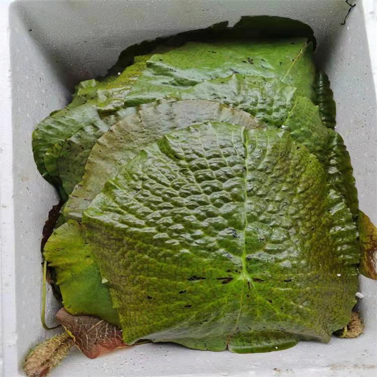 大王莲 园林绿化 提供种植指导