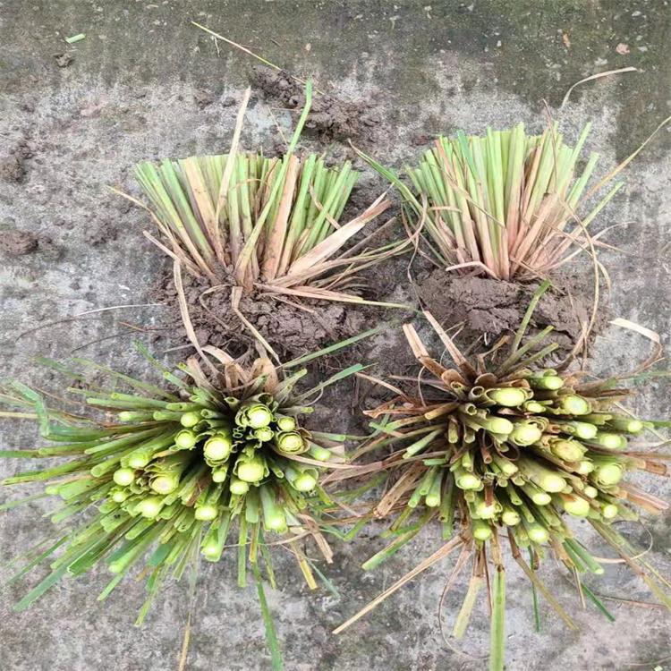 常绿蒲苇 园林绿化景观植物 小区别墅 水岸绿化