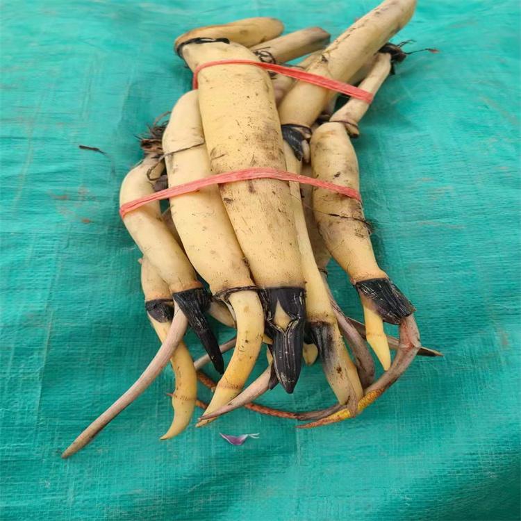 荷花苗 河道绿化苗 池塘荷花基地 绿化荷花