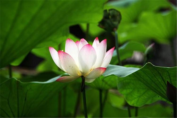 荷花厂家种植批发 荷花种苗 精品荷花盆栽