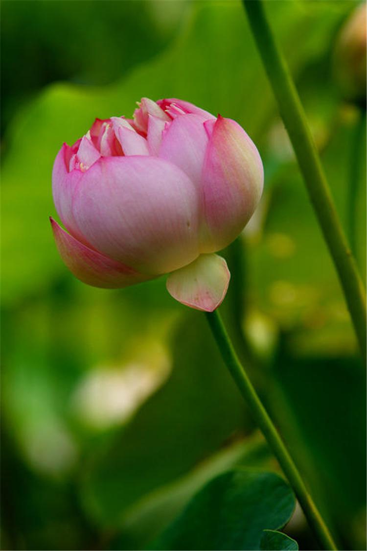 水生荷花 精品荷花小苗 观赏荷花价格