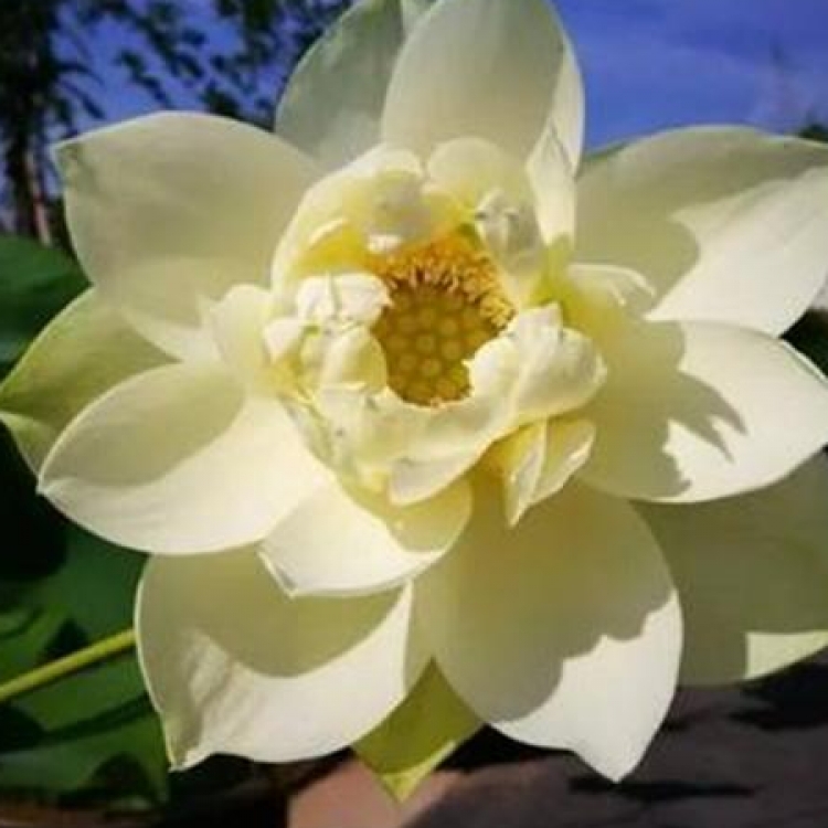 供应荷花莲藕苗 耐寒荷花种植 精品荷花价格 观赏荷花基地 荷花苗