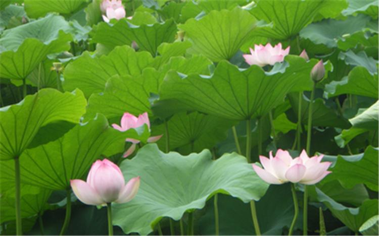 粉红色荷花供应  精品荷花直供  人工湿地荷花