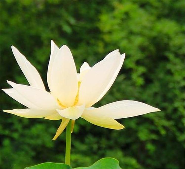 荷花苗子批发价格 精品荷花 观赏荷花种植培育基地