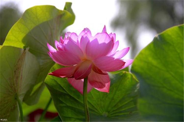 精品荷花苗厂家 荷花供应 青州草花基地荷花