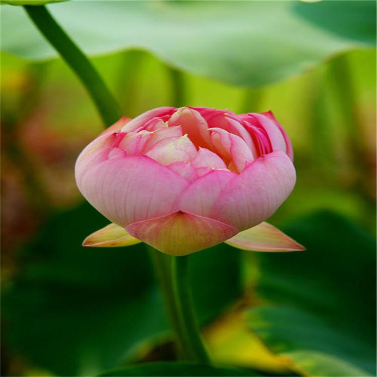 供应荷花莲藕苗 耐寒荷花种植 精品荷花价格 观赏荷花基地 荷花苗