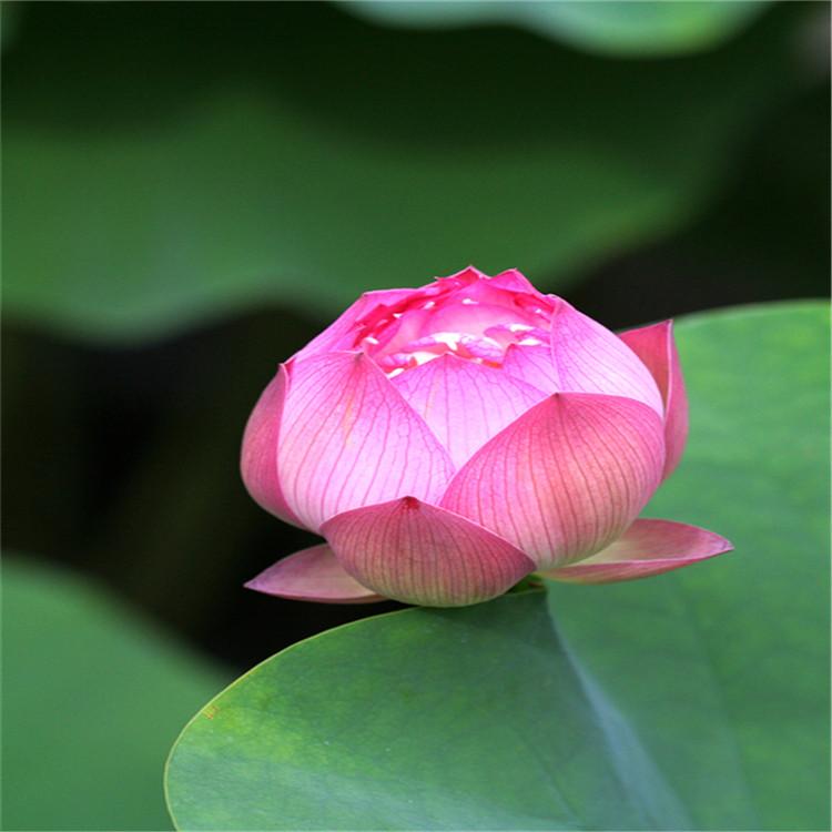 荷花苗子批发价格 精品荷花 观赏荷花种植培育基地