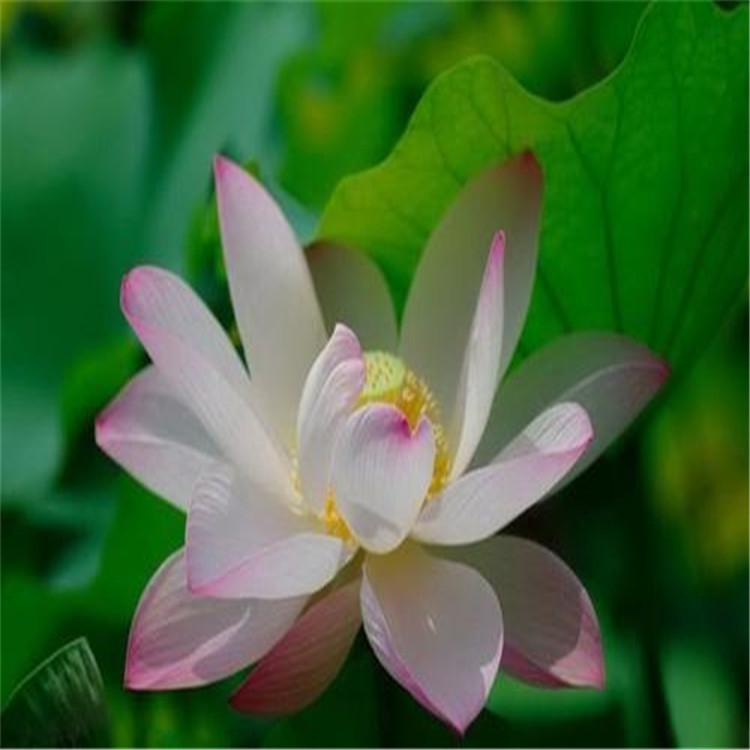 荷花厂家种植批发 荷花种苗 精品荷花盆栽