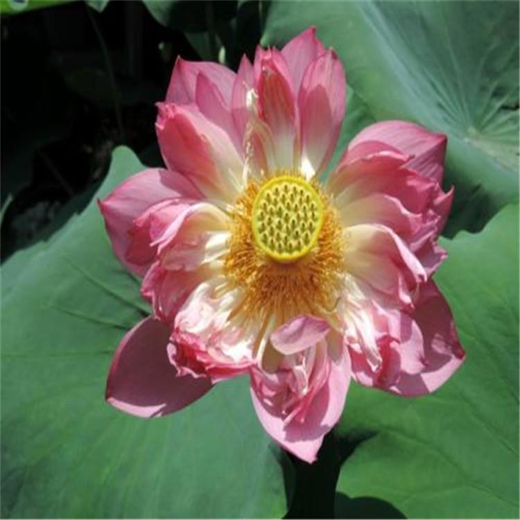 保定水生植物基地 观赏荷花 精品荷花 荷花苗批发价格