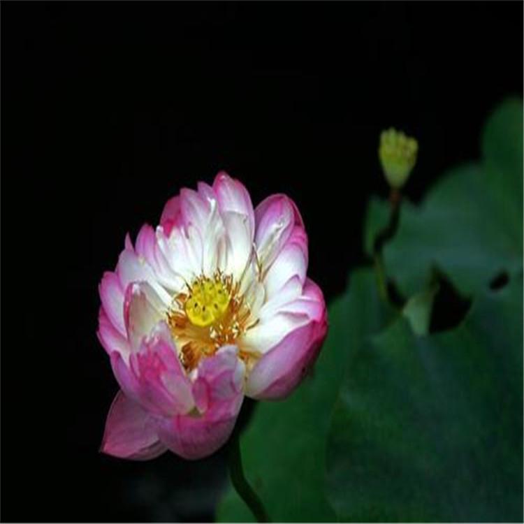 粉红色荷花供应  精品荷花直供  人工湿地荷花