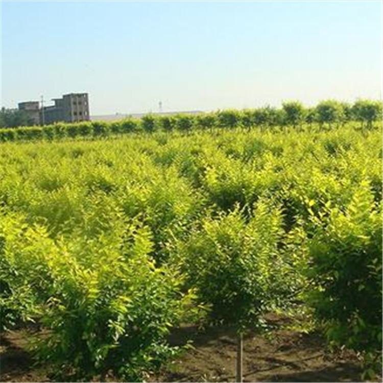 榆树厂家批量直销