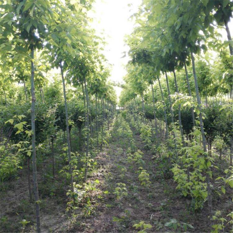 复叶槭厂家批量直销