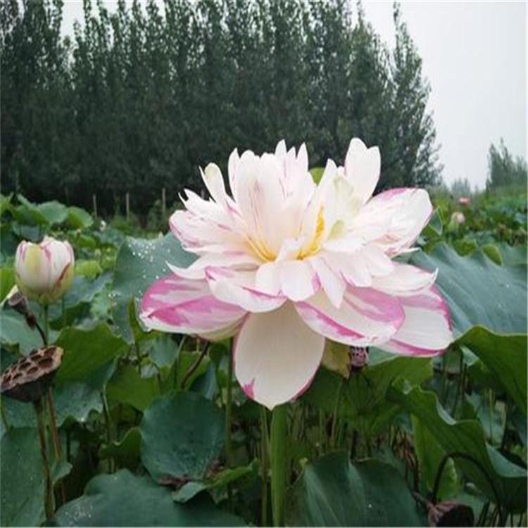 供应荷花苗精品荷花 专业种植各种荷花品种 荷花苗批发