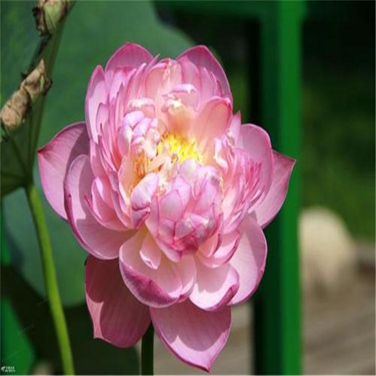 大型花种精品荷花苗 精品荷花苗水生荷花 精品荷花苗