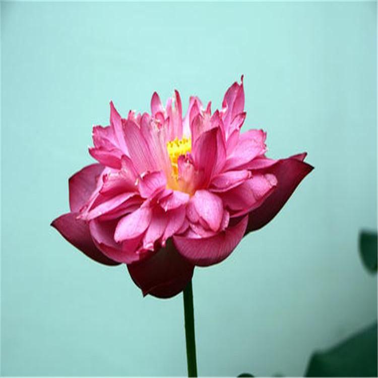 精品荷花种植基地,白洋淀精品荷花苗基地,荷花批发