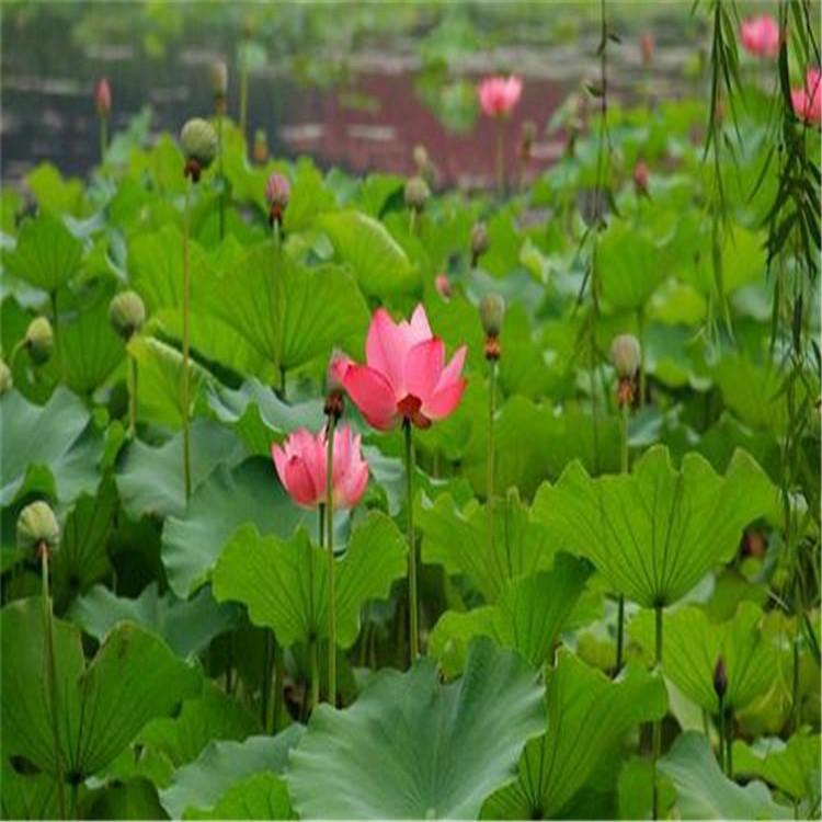 供应精品地栽荷花苗 莲花 水芙蓉 荷花价格 荷花批发
