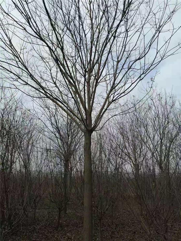 金叶国槐 8公分根系深国槐 批发销售速生树国槐 推荐种植