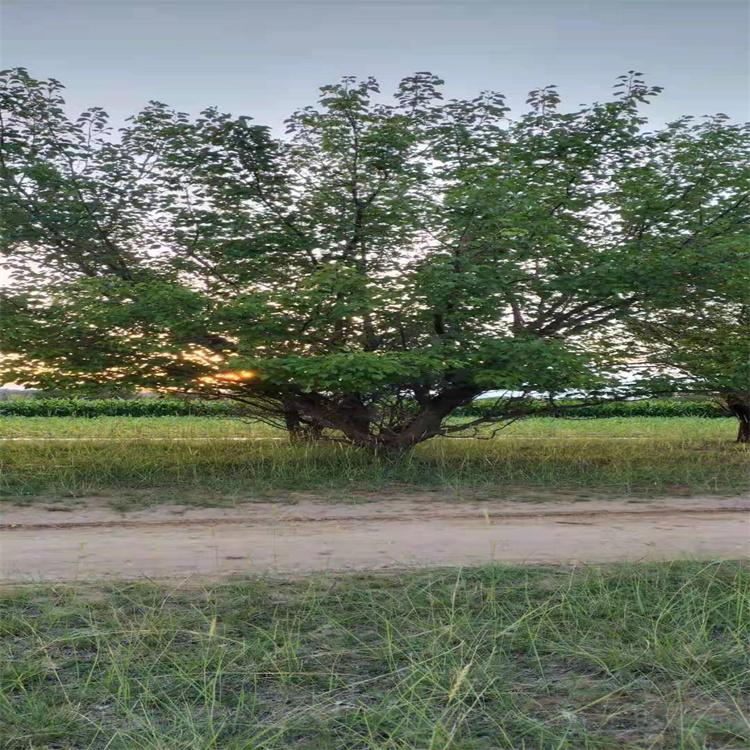 20公分山杏树 红杏树苗苗圃报价