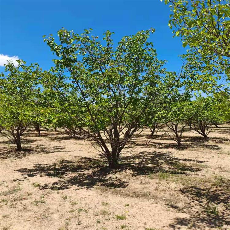 山杏树苗 园艺山杏基地 纯种