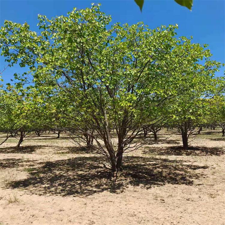 现货供应 山杏树 丛生山杏树价格 大规格山杏树