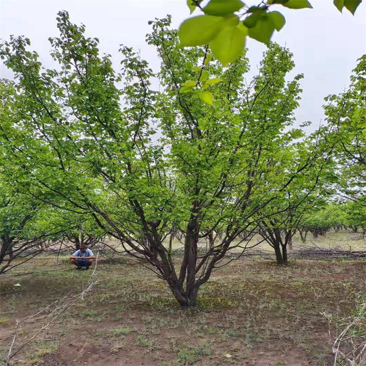 嫁接杏树苗销售基地  量大价优 山杏树苗