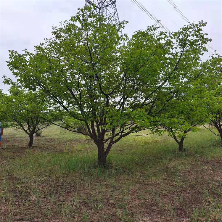 园林常年供应杏树苗12公分14公分山杏树价格