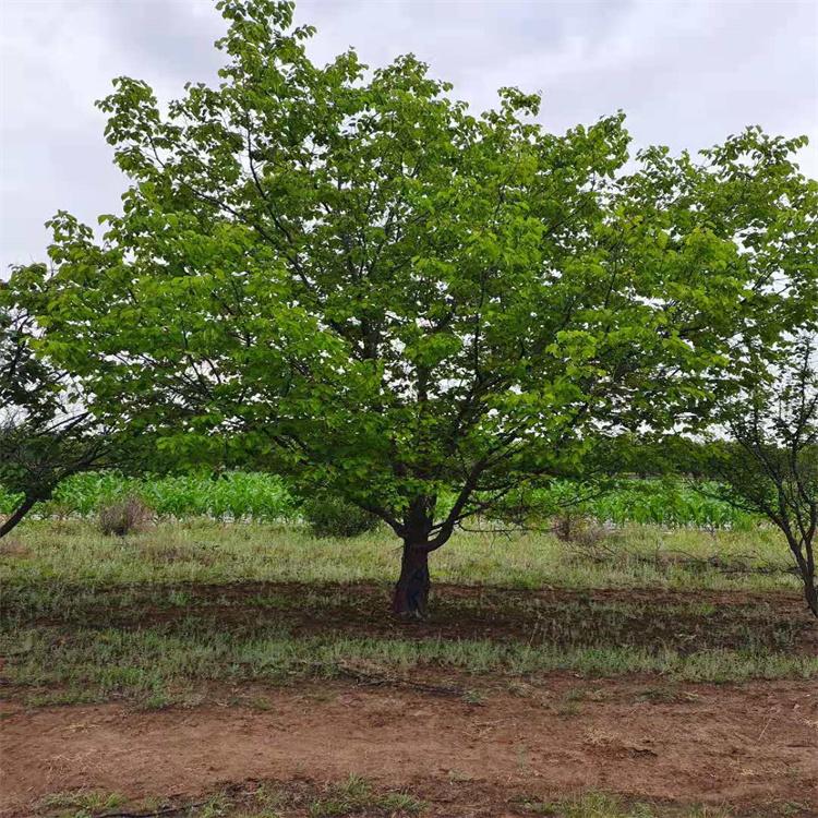 供应杏树山杏树10公分12公分15公分山杏树20公分山杏树直销