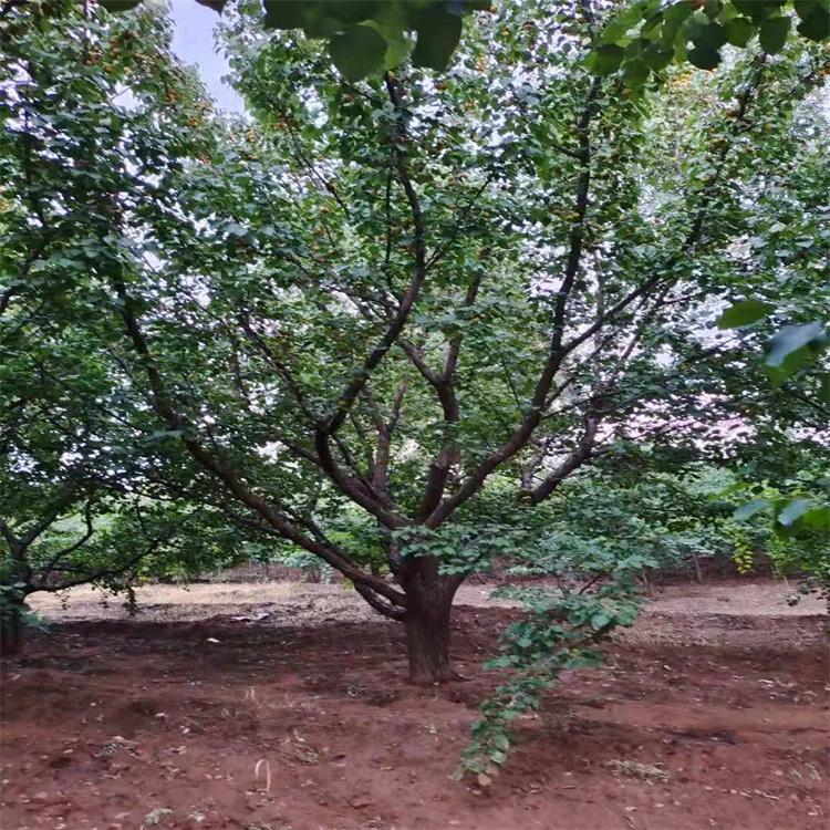 山杏树苗基地 山杏树苗图片 当年挂果